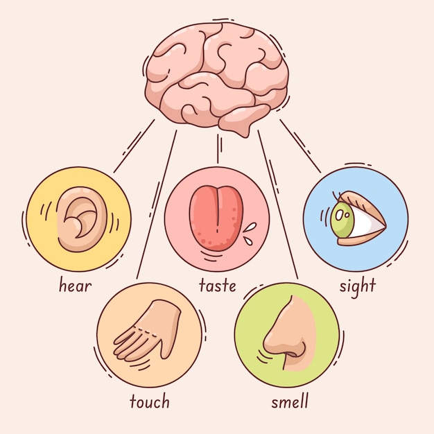 Free vector 5 senses infographic design