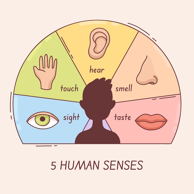 Free vector 5 senses infographic design