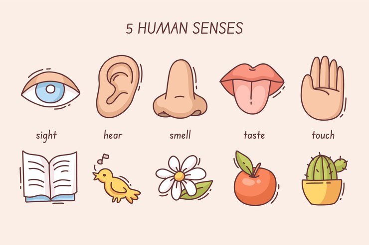 Free Vector 5 senses infographic design