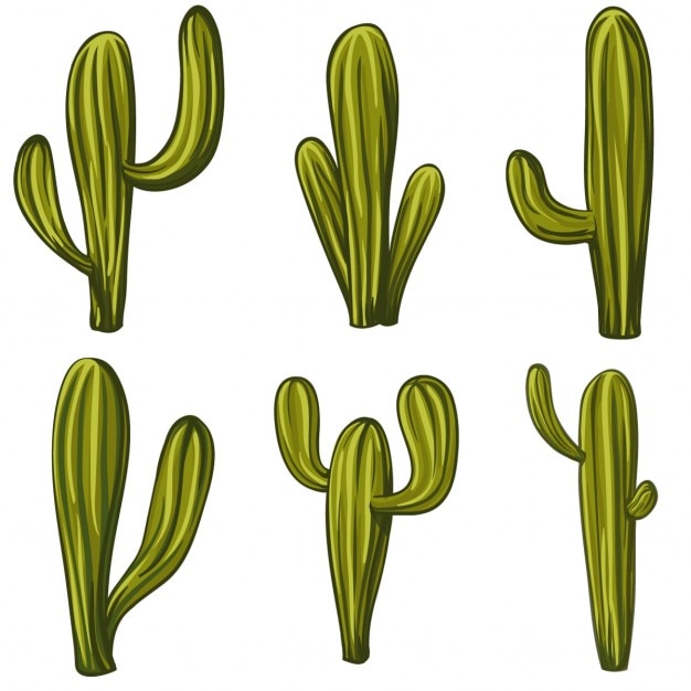 6 cactus