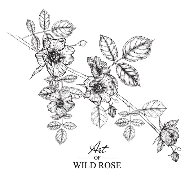 バラの葉と花の絵 ヴィンテージ手描き植物イラスト ベクター プレミアムベクター