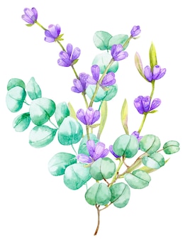 녹색 유칼립투스 잎과 라일락 라벤더의 꽃다발. 수채화 그림 라벤더 꽃 손으로 그린 유칼립투스 지점
