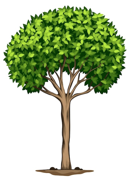 Бесплатное векторное изображение Дерево лавра благородного