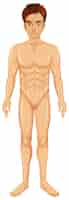 Бесплатное векторное изображение Вектор человеческого тела