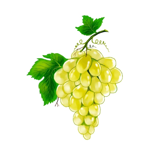 Бесплатное векторное изображение Абстрактный элегантный дизайн грозди винограда