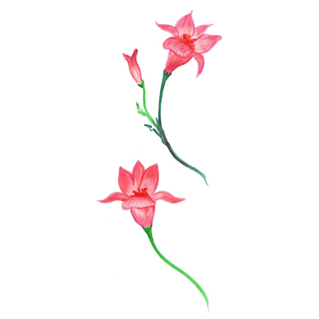 추상 꽃 요소 핑크 그린 수채화 배경 일러스트 고해상도 무료 사진