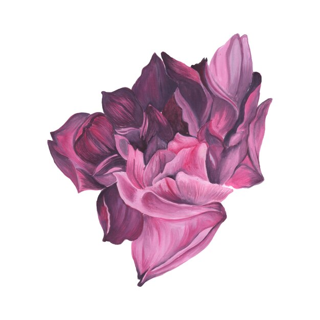 抽象的な花の要素ピンクの水彩画の背景イラスト高解像度無料写真