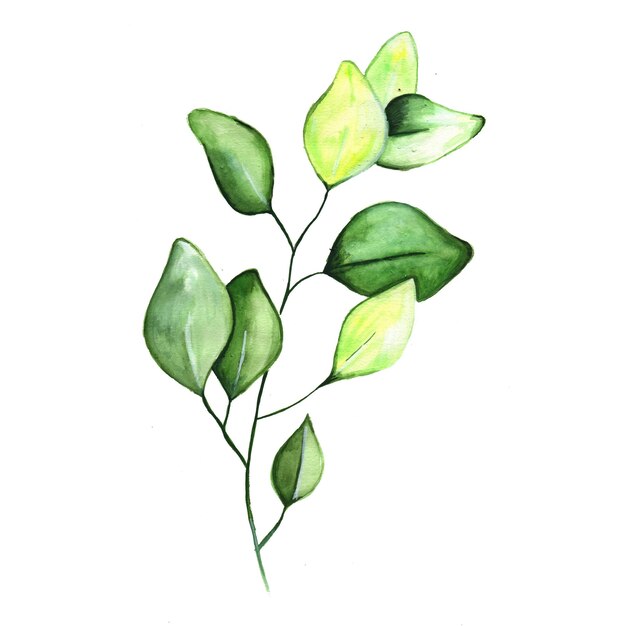 Абстрактный лист элемент зеленый акварельный фон иллюстрации высокое разрешение Бесплатные Фото