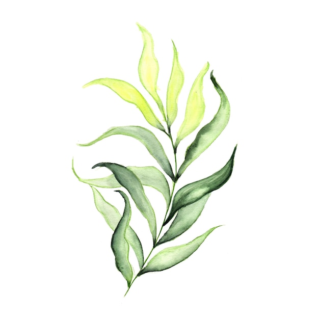 Abstract Leaf Element Green Watercolor Background Illustration High Resolution Free Photo