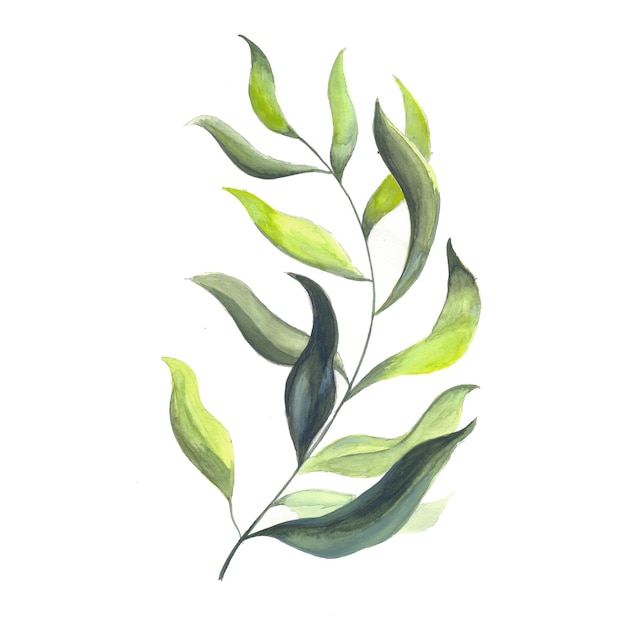 抽象的な葉の要素緑の水彩画の背景イラスト高解像度無料写真