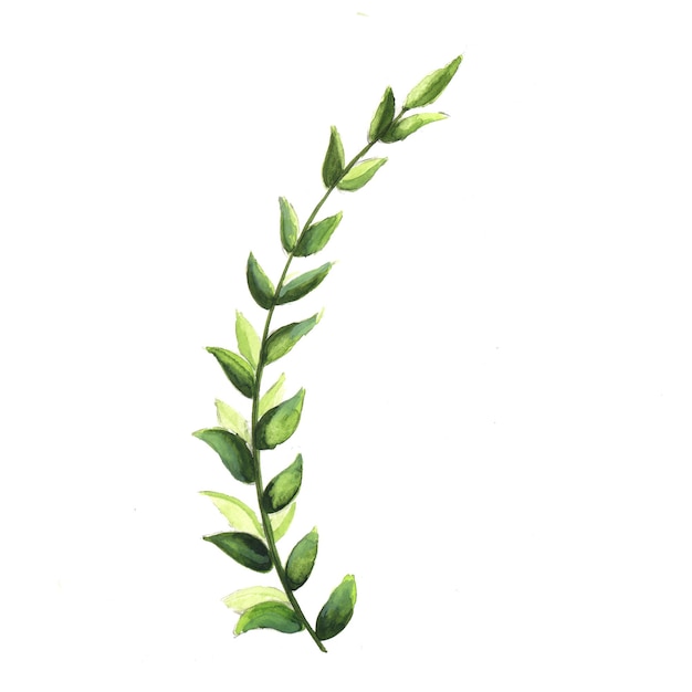 abstract leaf element green watercolor background illustration high resolution free photo