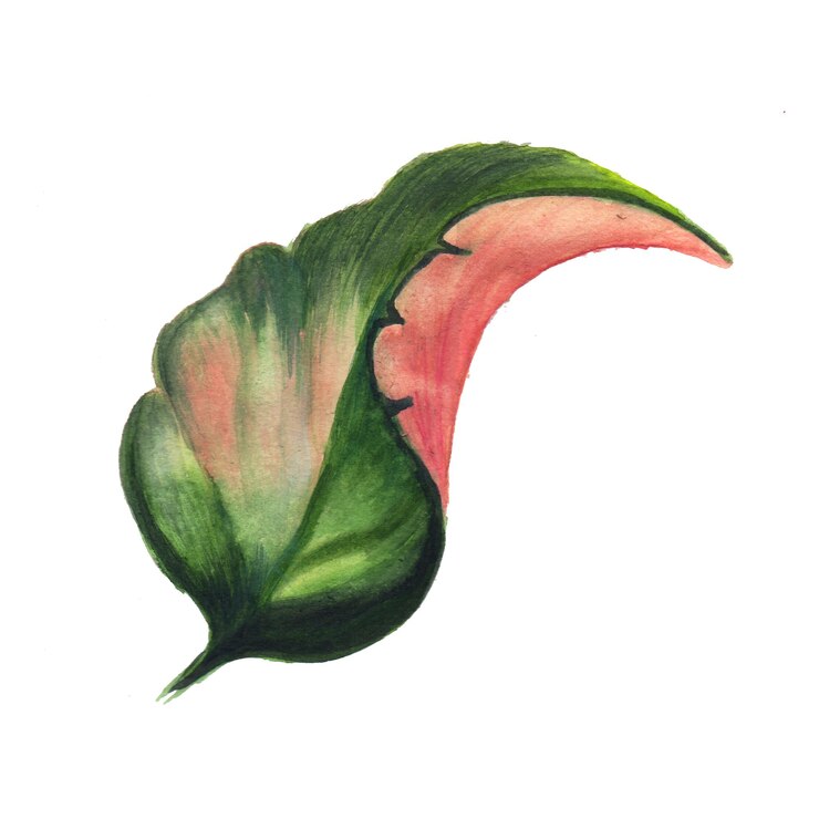 Free Vector abstract leaf element green watercolor background illustration high resolution free photo
