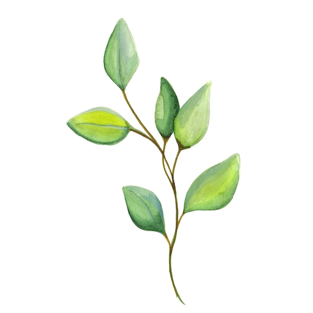 Абстрактные листовые элементы Зеленый акварельный фон Иллюстрация Высокое разрешение Бесплатные фото