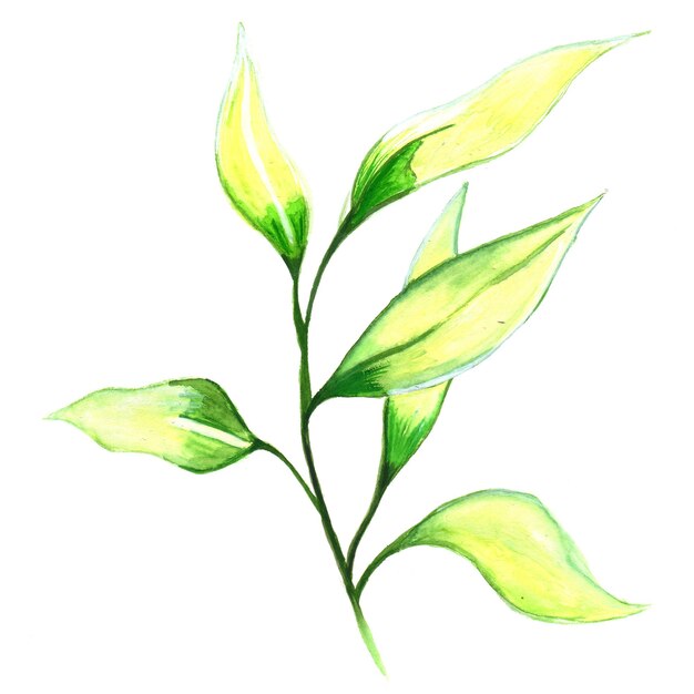 Abstract Leaf Element Green Yellow Watercolor Background Illustration High Resolution Free Photo
