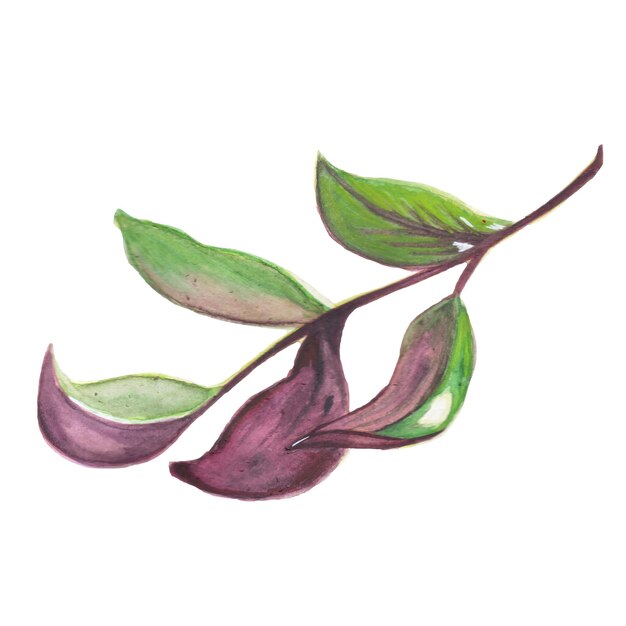 초록 잎 녹색 분홍색 요소 수채화 배경 그림 고해상도 무료 사진