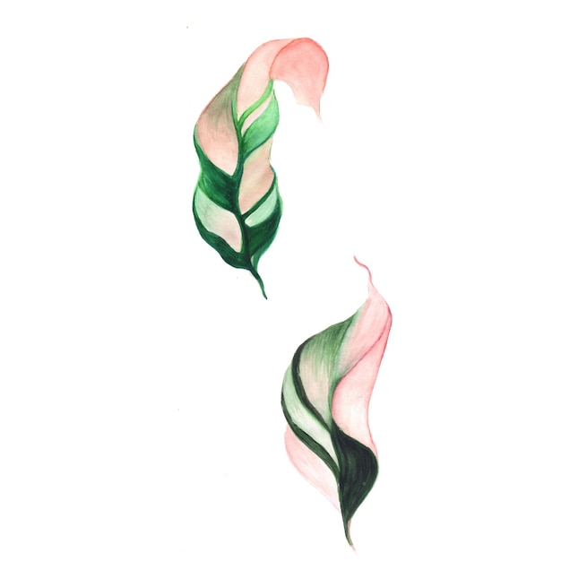 Abstract Leaves Element Green Pink Watercolor Background Illustration High Resolution Free Photo
