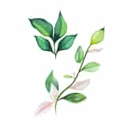 Free vector abstract leaves element green pink watercolor background illustration high resolution free photo