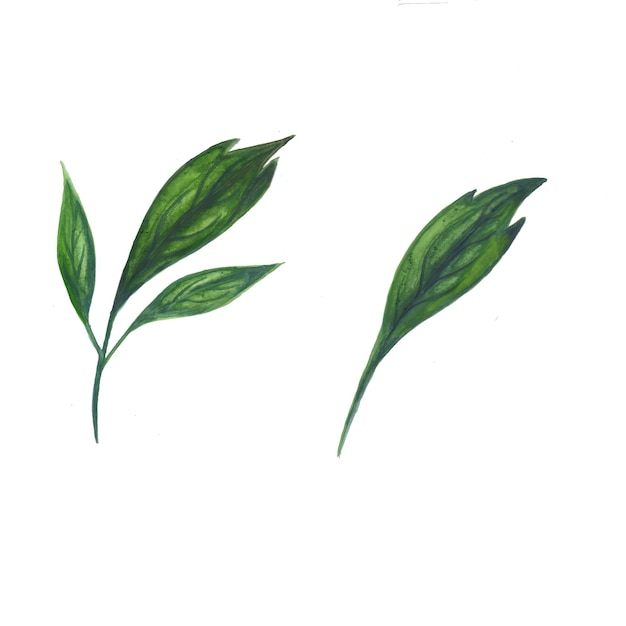 초록 잎 요소 녹색 수채화 배경 그림 고해상도 무료 사진