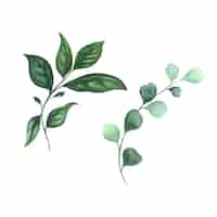 Бесплатное векторное изображение Абстрактные листья элемент зеленый акварель фон иллюстрация высокое разрешение бесплатные фото