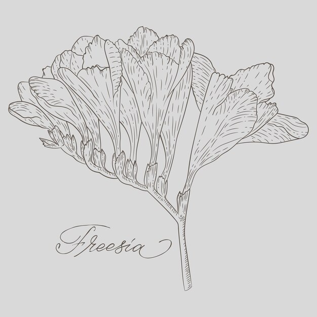 フリージアの花の抽象的な線画と色の感嘆符フリージアの輪郭の描画最小限の花のイラスト