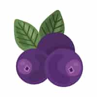 Free vector acai berries design