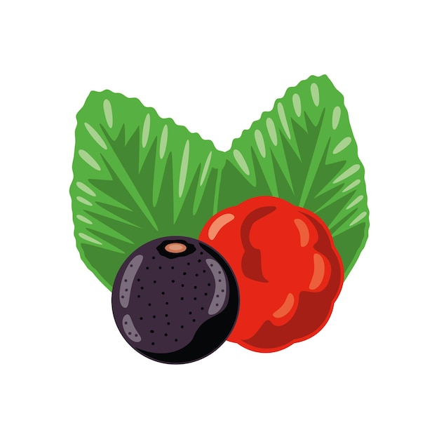 Free vector acai exotic fruit