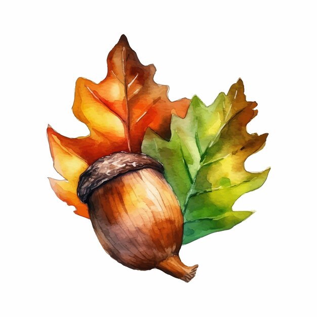 Acorn watercolor illustration Clipart element isolated on white background