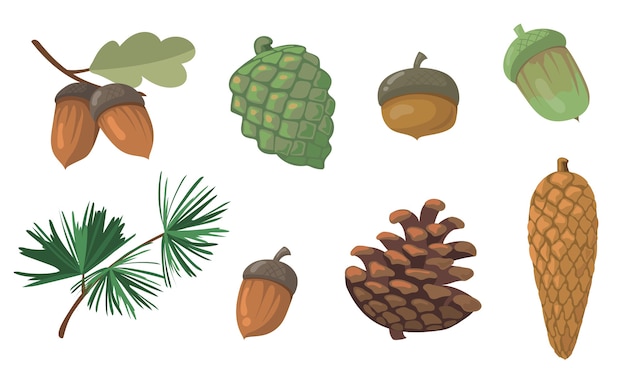 Acorns and pinecones set. Pine tree branch, fir tree cone, oak leaf isolated . Flat vector illustrations for autumn, fall, nature, forest concept