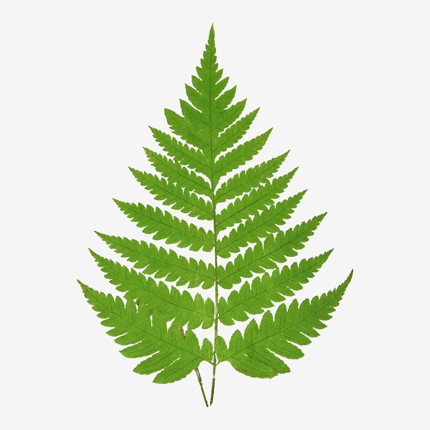 Free vector acrostichum alienum fern leaf vector