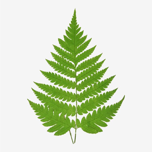 Acrostichum Alienum fern leaf vector