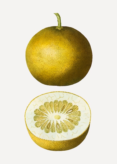 Free vector adam's apple citrus