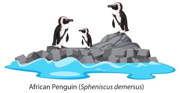 Free vector adelie penguin cartoon on the rock