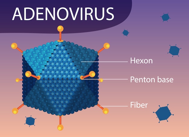 ウイルスアイコンの背景にアデノウイルスの構造図