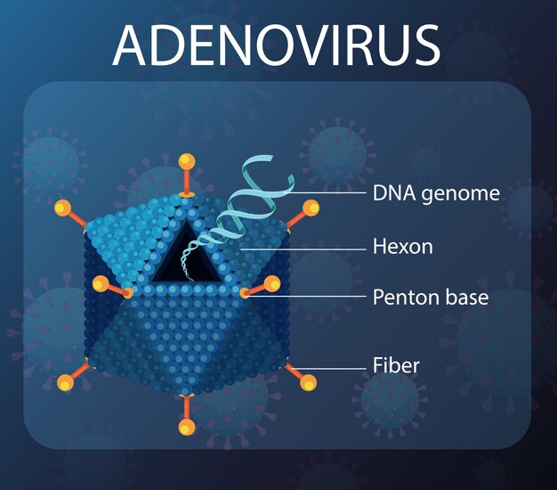 ウイルスアイコンの背景にアデノウイルスの構造図