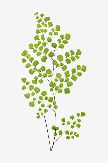 Adiantum assimile fern leaf