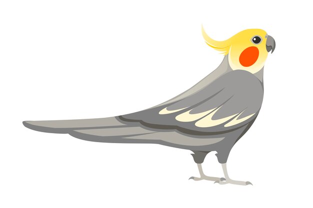 オカメインコ 画像 無料のベクター ストックフォト Psd オカメインコ 画像 無料のベクター ストックフォト Psd