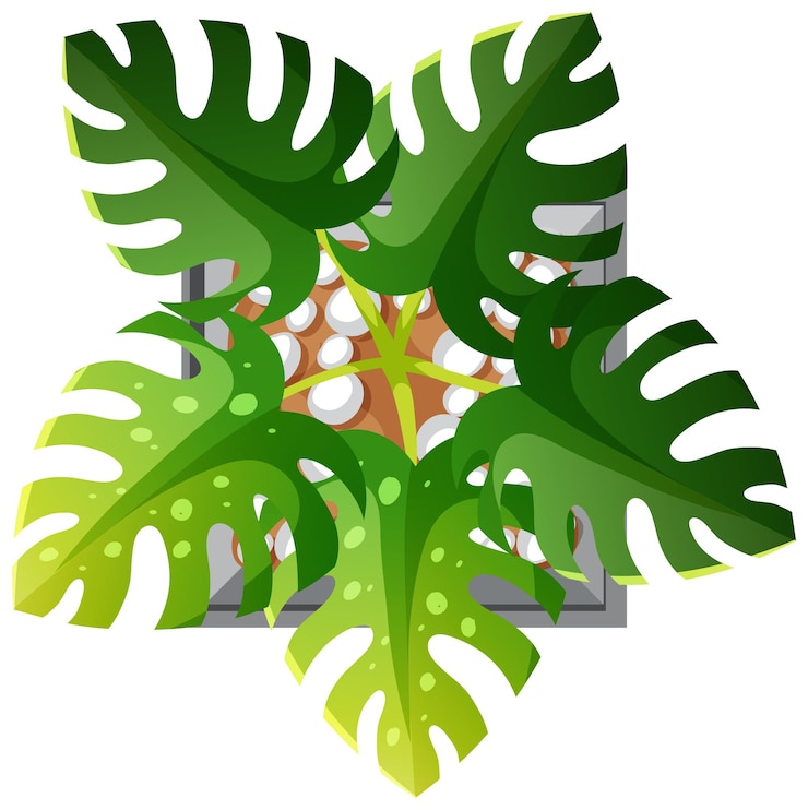 Free Vector aerial view of monstera plant isolated on white background