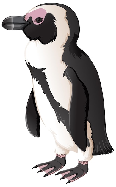 Free vector african penguin on white background