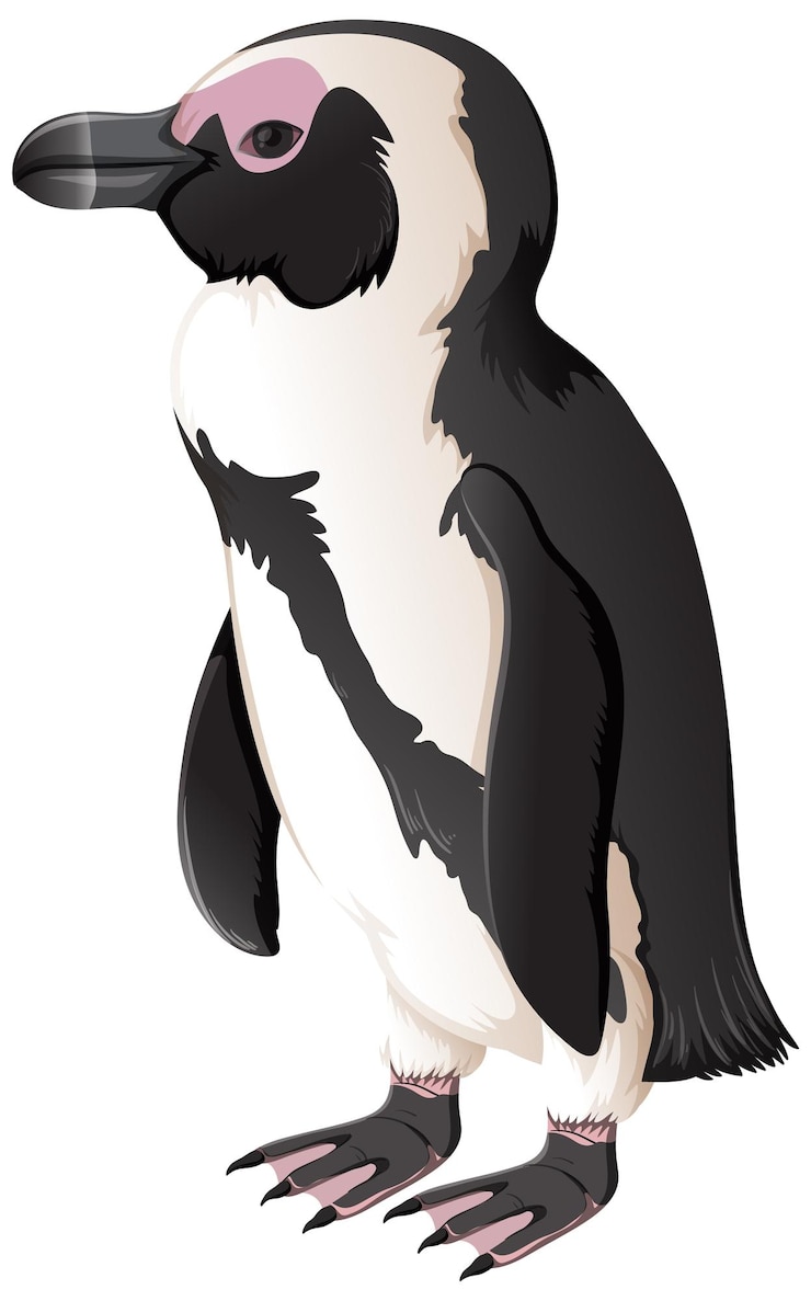Free Vector african penguin on white background