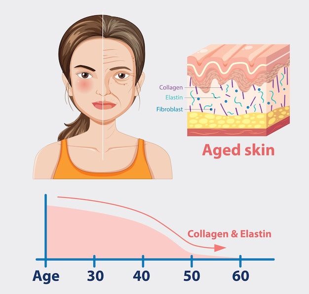 aging skin and collagen decrease