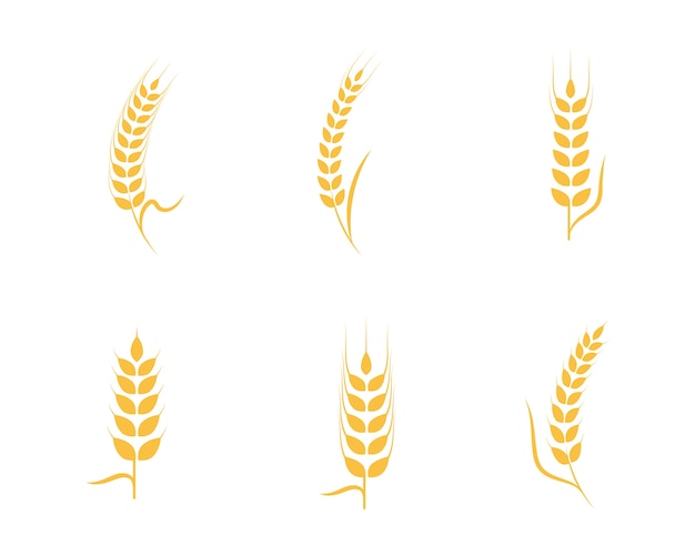 Шаблон логотипа сельскохозяйственной пшеницы