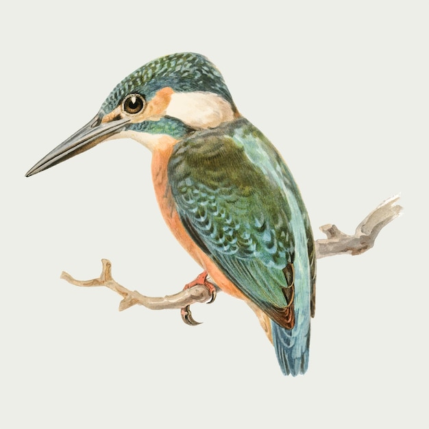 Alcedo bird vector hand drawn