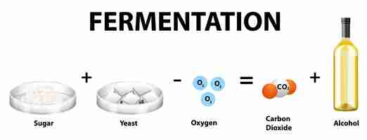 Vettore gratuito equazione chimica della fermentazione alcolica