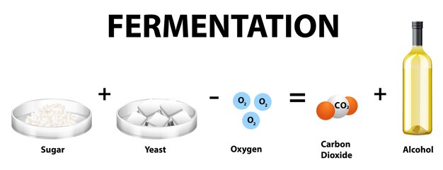 Alcoholic fermentation chemical equation