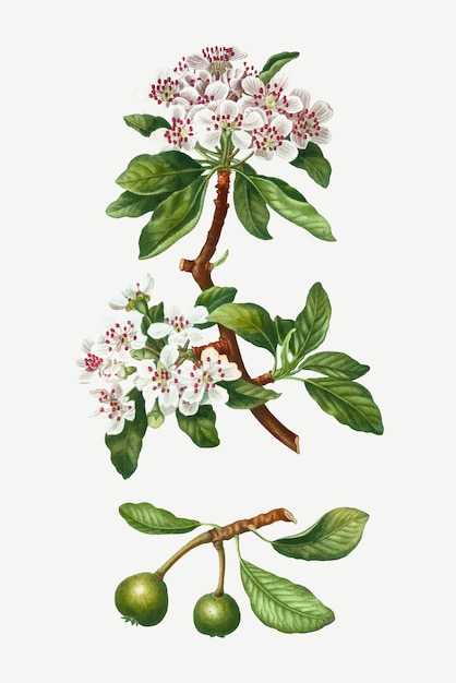 Free vector almond-leaved pear tree