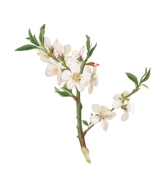 Almond tree flower from pomona italiana illustration