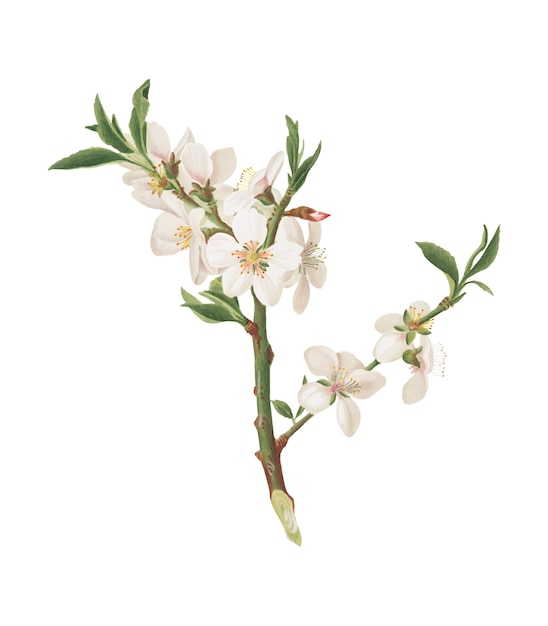 Almond tree flower from Pomona Italiana illustration