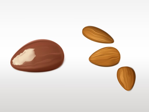 Almonds and brazilian nut set isolated on white background. 