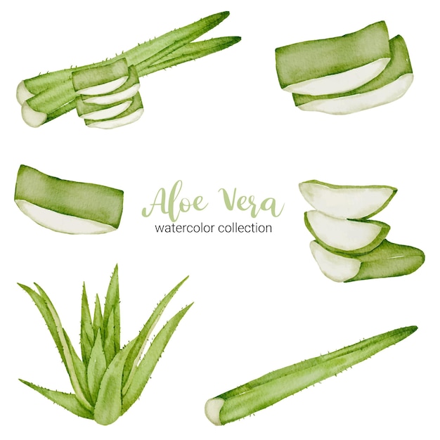 Vettore gratuito erba di aloe vera nella raccolta dell'acquerello con pieno e affettare e tagliare a metà