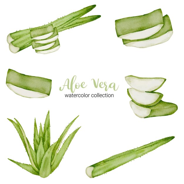 Aloe vera herb in watercolor collection with full and slice and cut in half